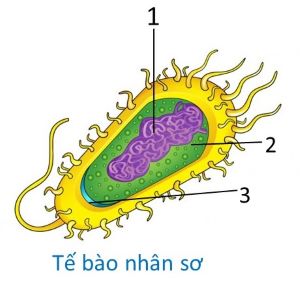 tế bào nhân sơ olm